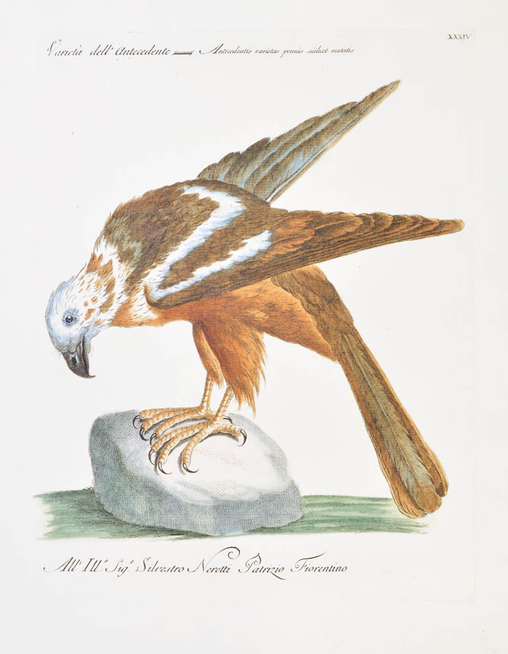 Plate XXXIV. Varieta dell' Antecedente. Antecedentis varietas pennis scilicet mutatis. Publisher Giuseppe Vanni, Florence.