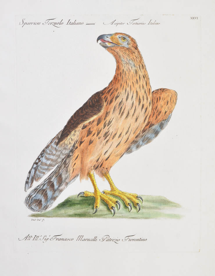 Plate XXVI. Sparviere Terzuolo Italiano. Accipiter Tertiarius Italiais. Publisher Giuseppe Vanni, Florence. Original hand-coloured etching, with engraving.