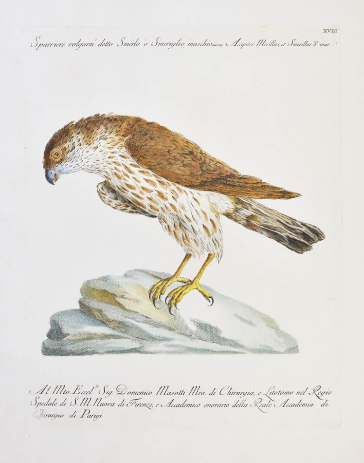 Plate XVIII. Sparviere volgarm e detto Smerlo o Smeriglio maschio. Accipiter Merillus, et Smerillus de. mas. Publisher Giuseppe VAnni, Florance.