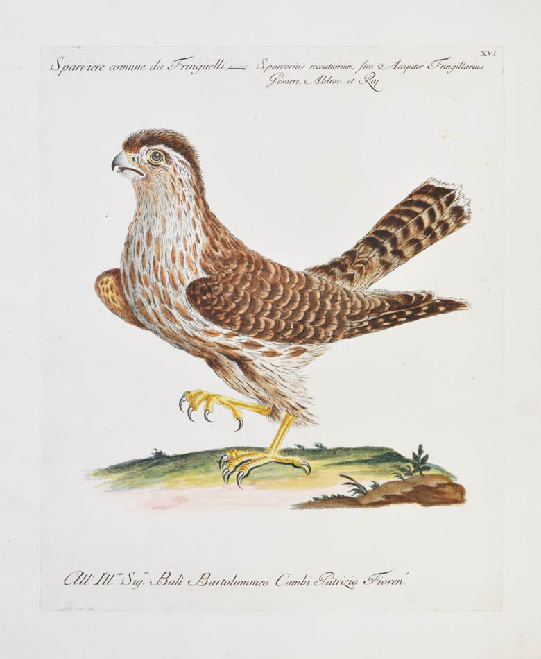 Plate XVI. Sparviere comune da Fringuelli. Sparvarius recentiorum, sive Accipiter Fringillarius Gesneri, Aldrov et Raj. Publisher Giuseppe Vanni, Florence.