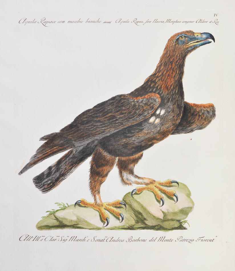 Plate IV. Aquila Rapace con macchie bianche. Aquila Rapax, sive Naevia, Morphno congener Aldrov et Raj. Publisher Giuseppe Vanni, Florence.