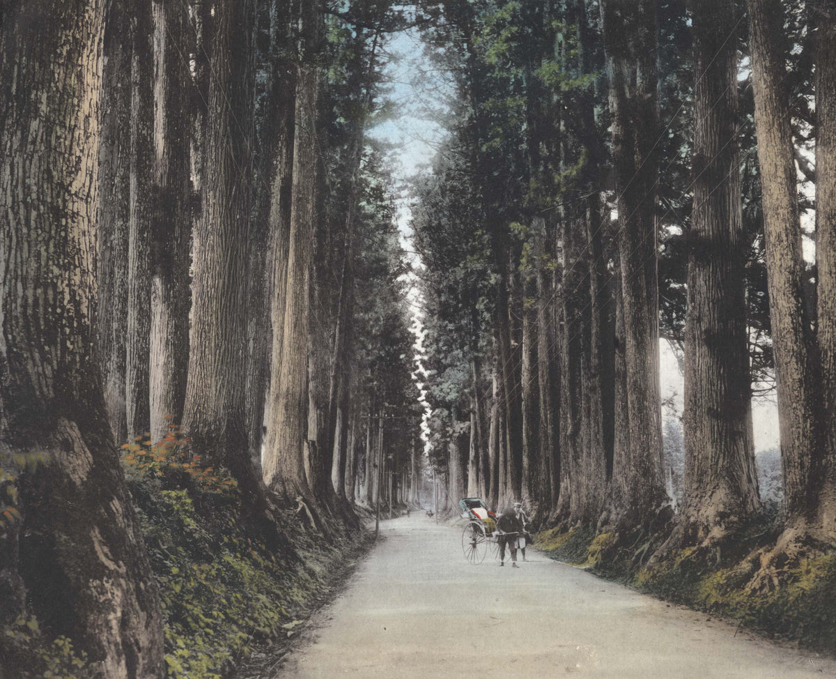 A fine hand-coloured albumen print showing a tree-lined road with rickshaw in Japan.