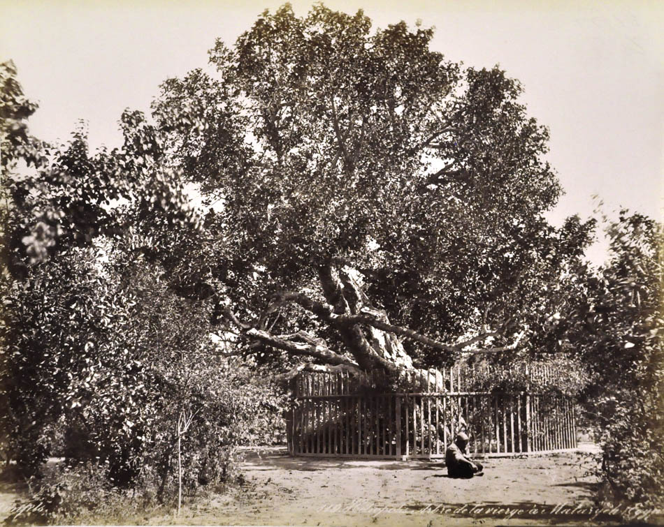Tree of the Virgin.
