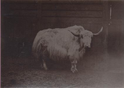 Goat, London Zoo.