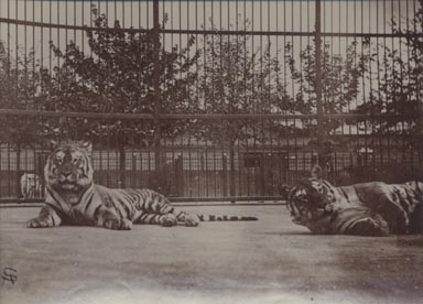 Tigers, London Zoo.