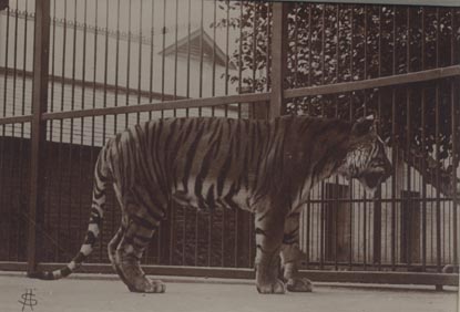 Tiger, London Zoo.