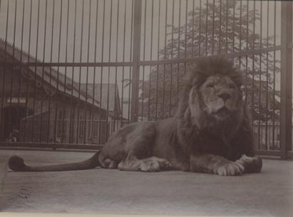 Lion, London Zoo.