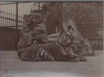 Tiger, London Zoo.
