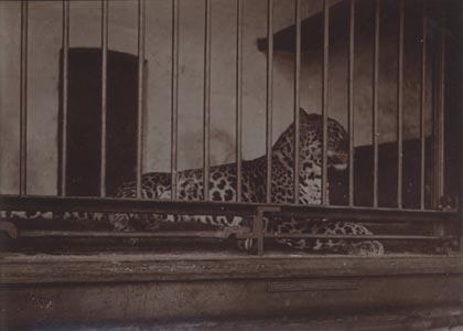 Leopard, London Zoo.