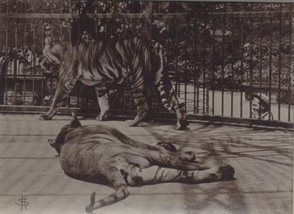 Tigers, London Zoo.