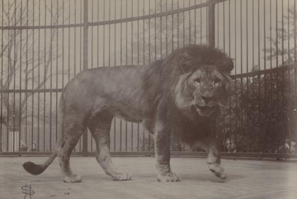 Lion, London Zoo.