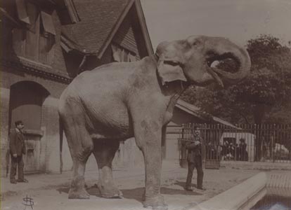 Elephant, London Zoo.
