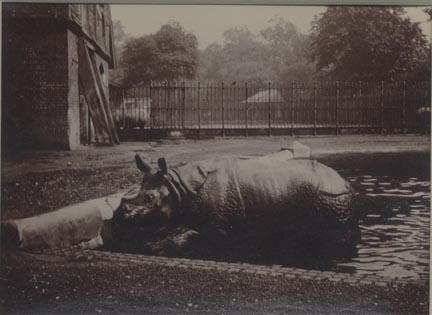 Rhinoceros, London Zoo.