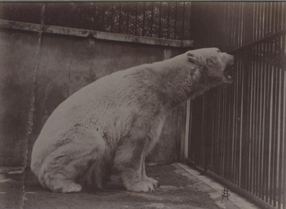 Polar bear, London Zoo.