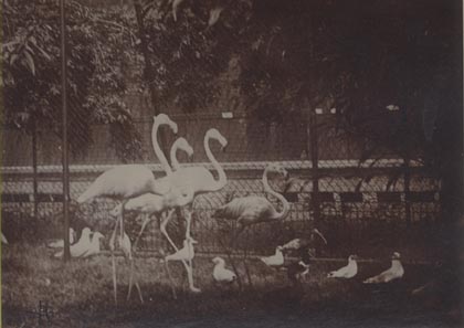 Flamengos, London Zoo.
