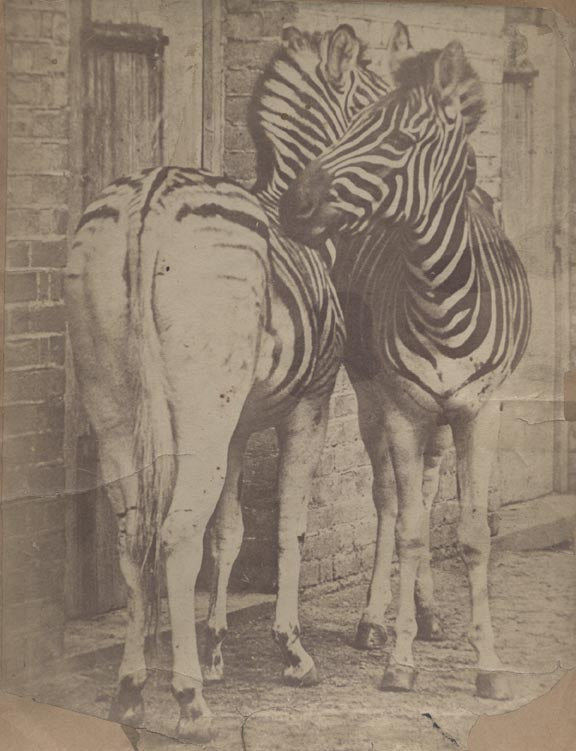 Zebras, London Zoo.