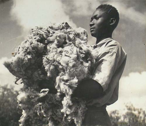 Collecting wool, Kenya.