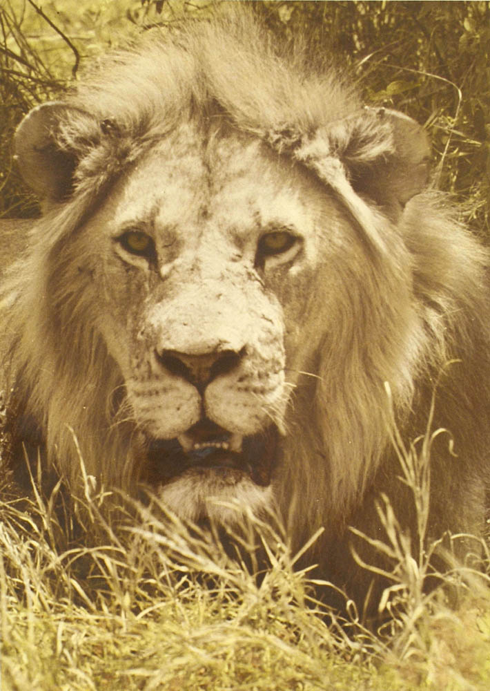 Lion.
