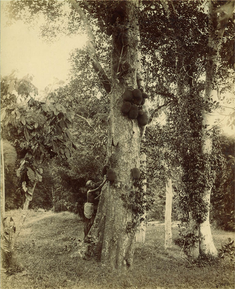 Dotan Gartha in Peradeniya.