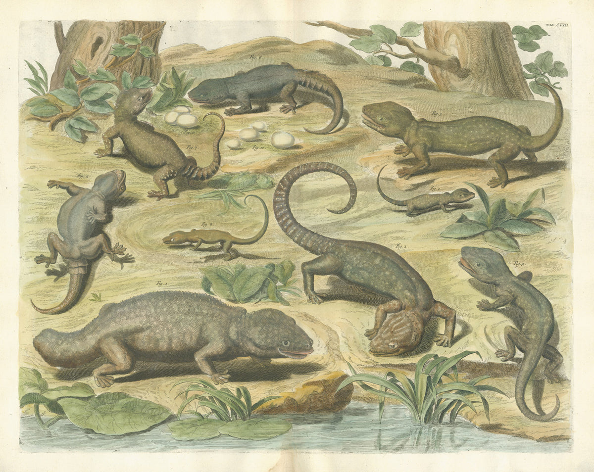 Copper plate engraving with fine later hand-colouring of Gekkos by Albertus Seba, printed in Amsterdam in 1735.