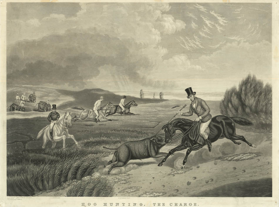 Hog Hunting, the set of 4.