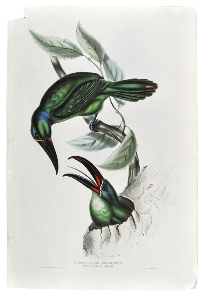 John Gould is widely considered the grearest and most ambitious of all Victorian ornithologists.