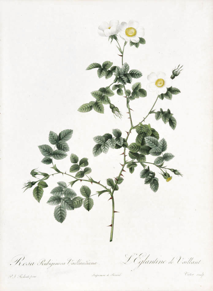 Publisher L'Imprimerie de Firmin Didot, Paris, Stipple engraving, printed in colour and finished by hand.