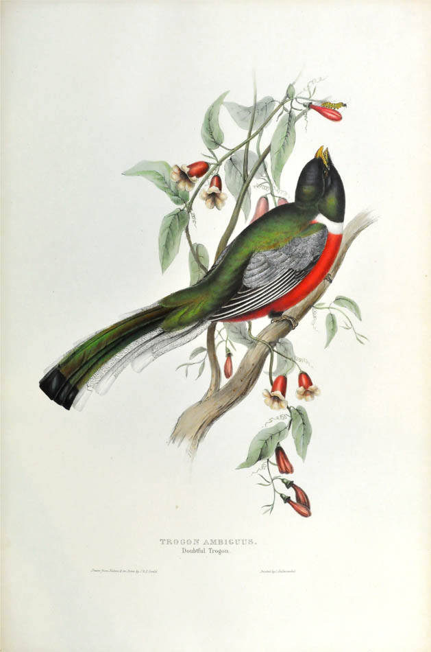 John Gould is widely considered the grearest and most ambitious of all Victorian ornithologists.