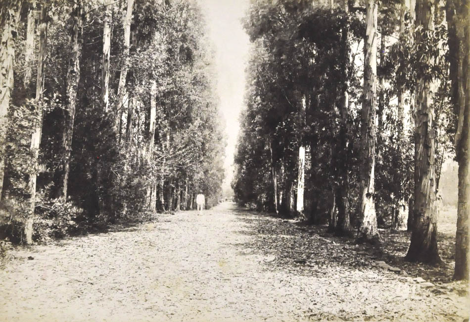 Man in pathway of trees.