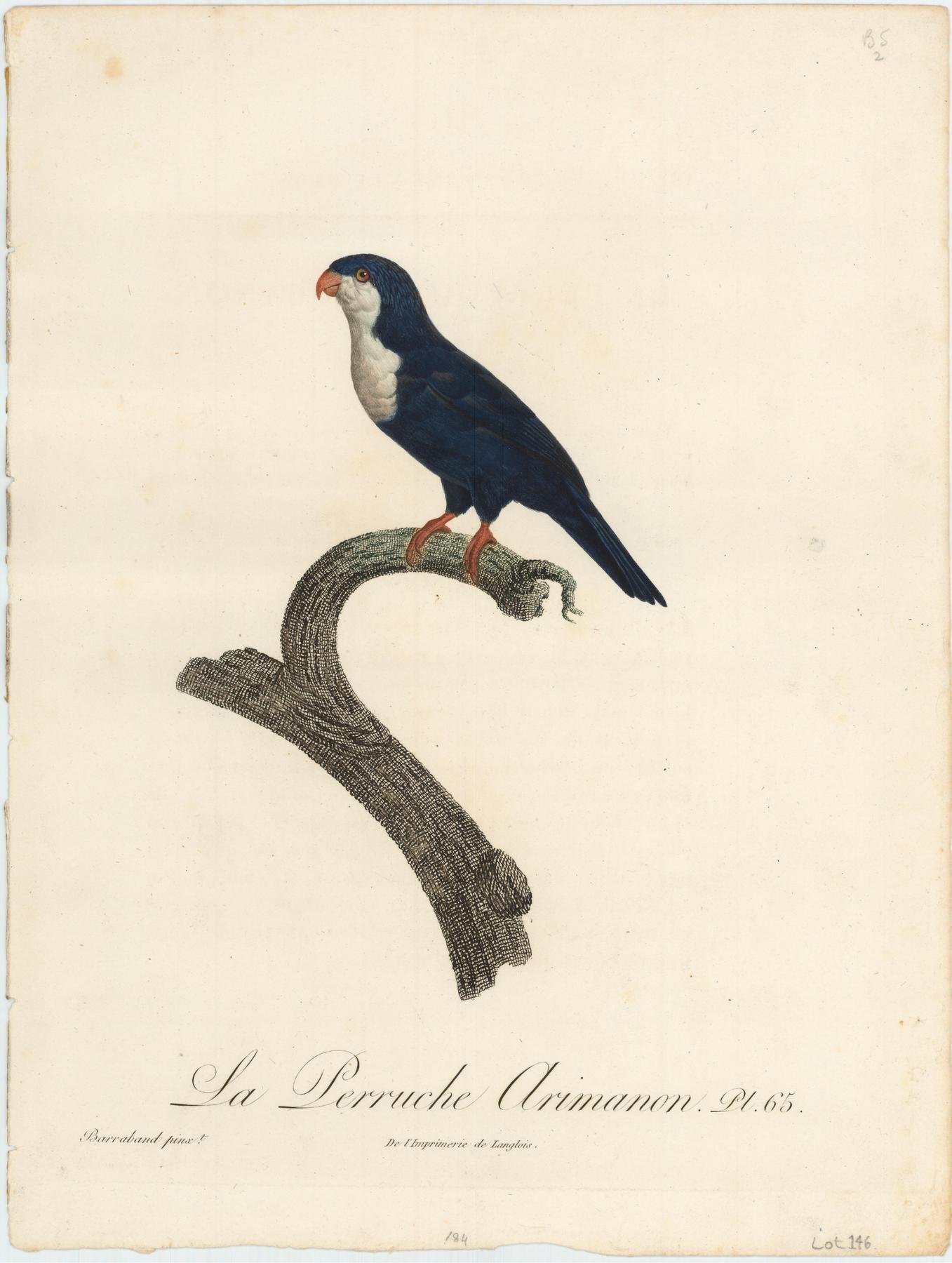 From Levaillant's "Histoire Naturelle des Perroquets", which is considered the most comprehensive and complete catalogue on the subject.