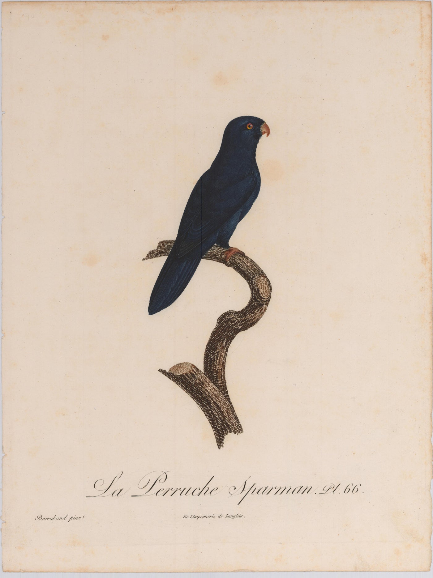 From Levaillant's "Histoire Naturelle des Perroquets", which is considered the most comprehensive and complete catalogue on the subject.