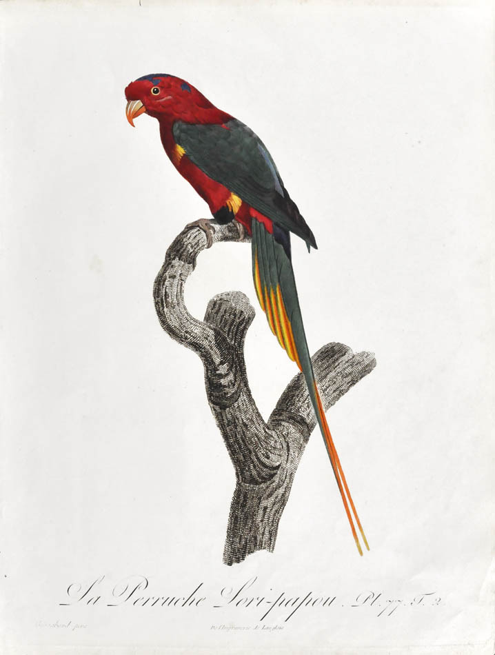 From Levaillant's "Histoire Naturelle des Perroquets", which is considered the most comprehensive and complete catalogue on the subject.