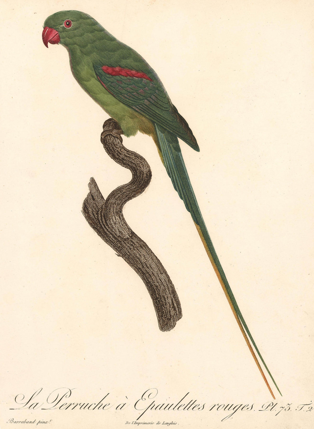 From Levaillant's "Histoire Naturelle des Perroquets", which is considered the most comprehensive and complete catalogue on the subject.