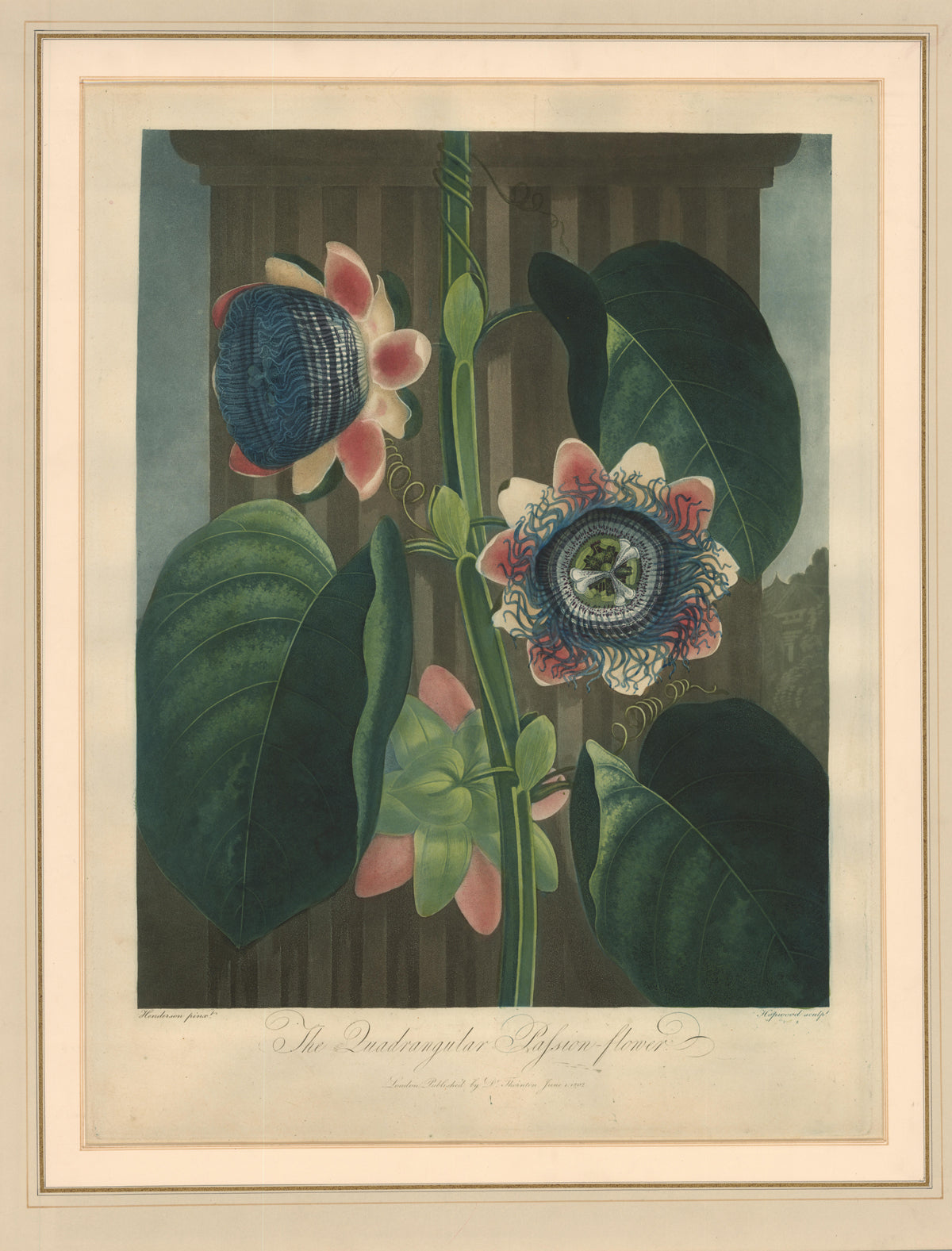 Original hand-coloured aquatint with stipple engraving. A fine early impression in second state, strong fresh colouring, with complete margins.