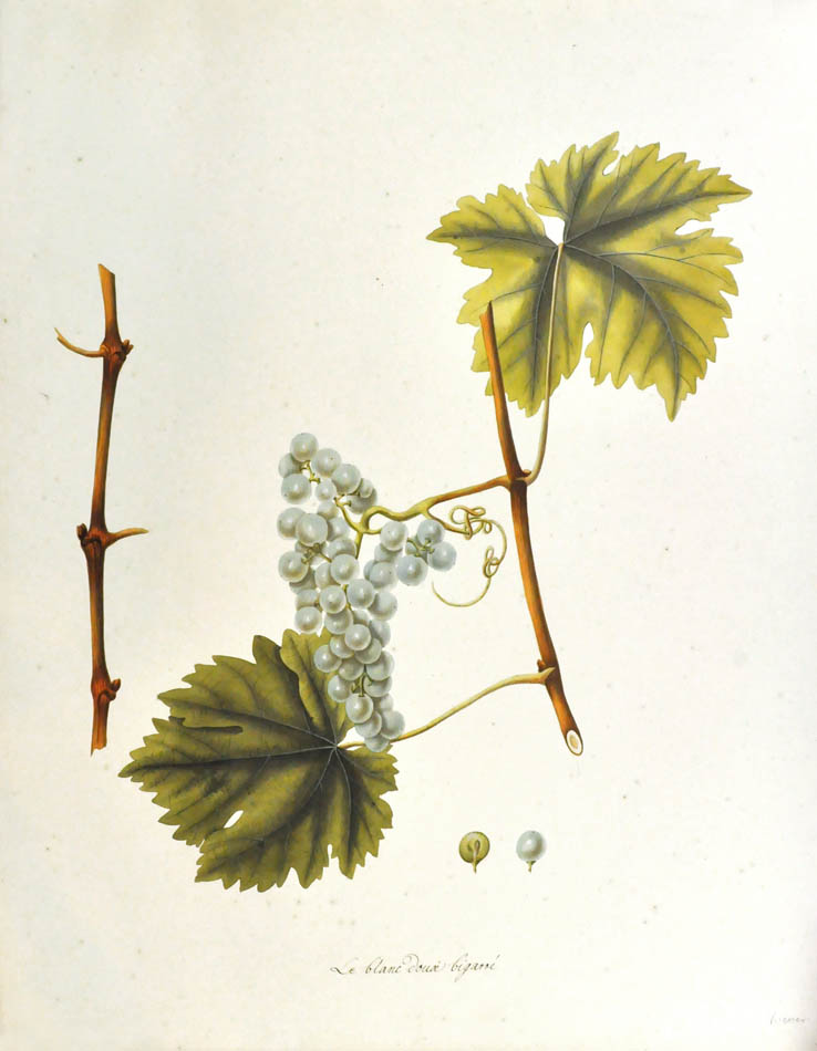 This highly unusual and impressive pair of watercolours depict some yellow grapes from Tokay ( a region in Hungary) and some late ripening white grapes.
