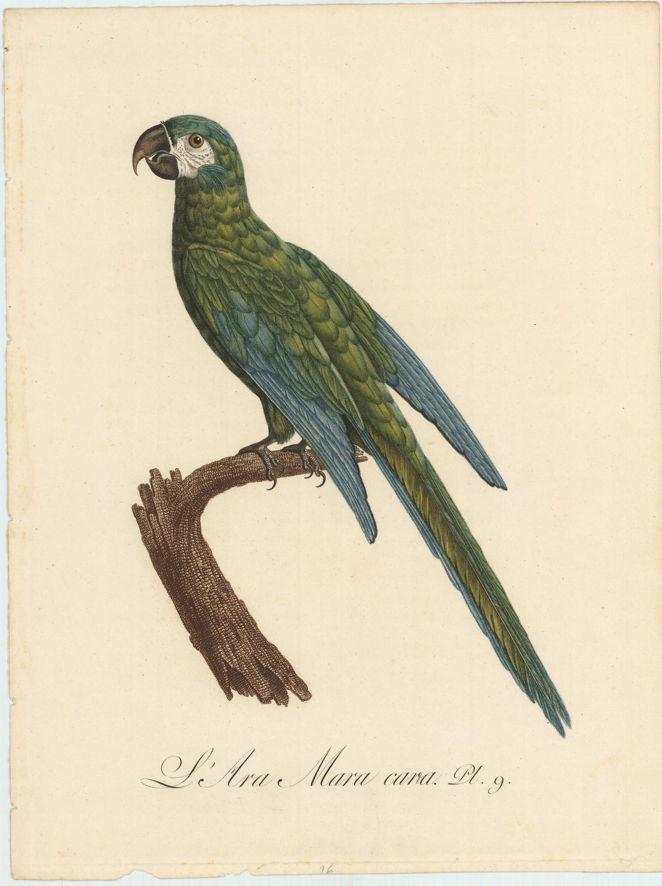 From Levaillant's "Histoire Naturelle des Perroquets", which is considered the most comprehensive and complete catalogue on the subject.<br />