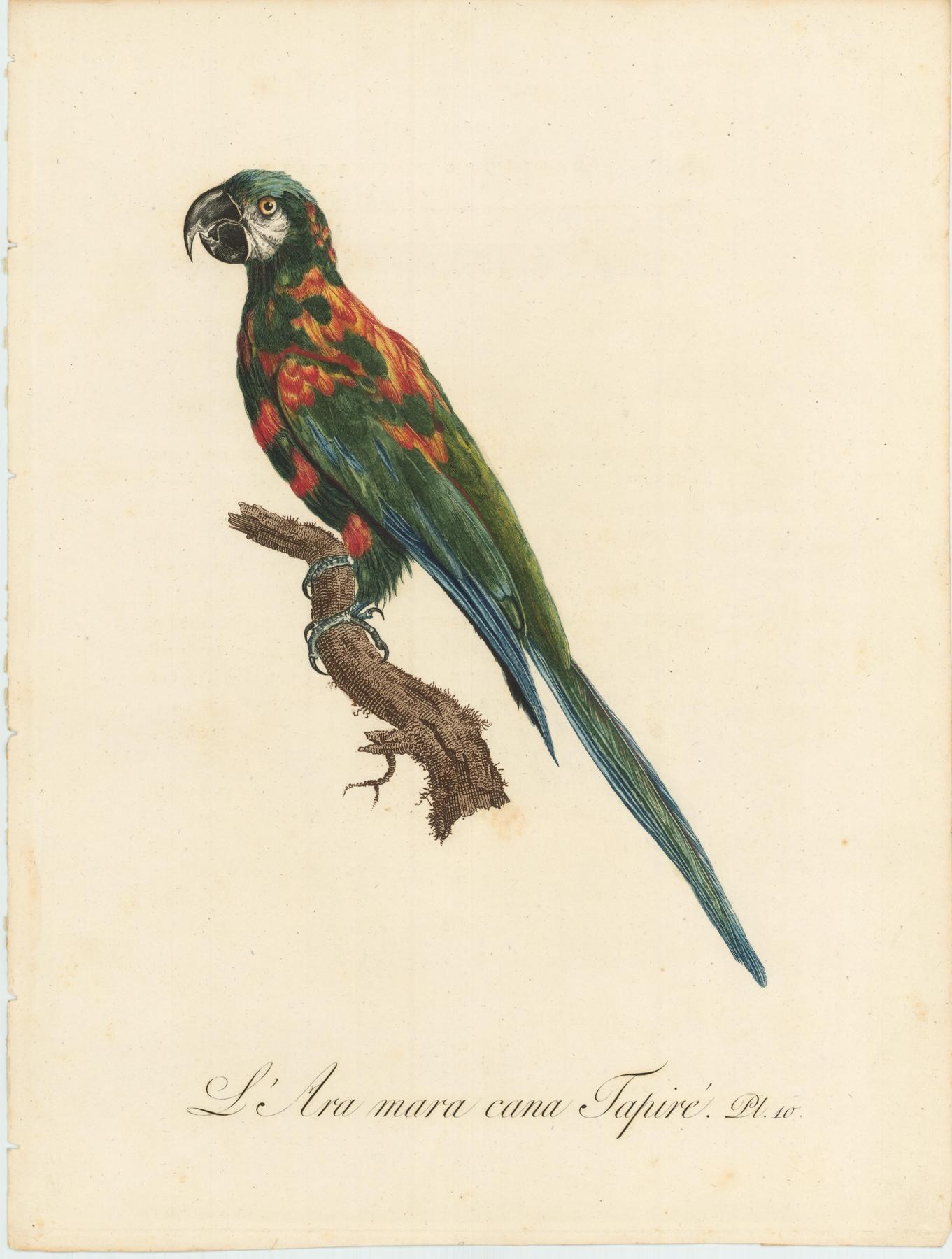 From Levaillant's "Histoire Naturelle des Perroquets", which is considered the most comprehensive and complete catalogue on the subject.<br />