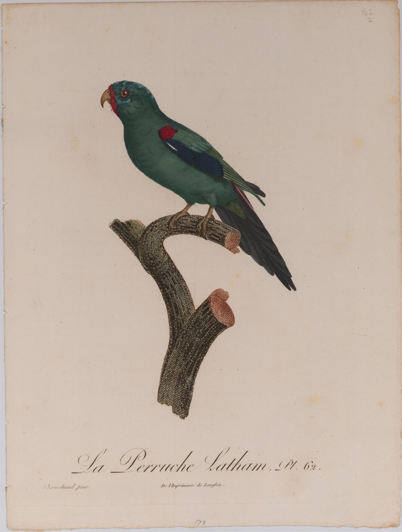 From Levaillant's "Histoire Naturelle des Perroquets", which is considered the most comprehensive and complete catalogue on the subject.<br />