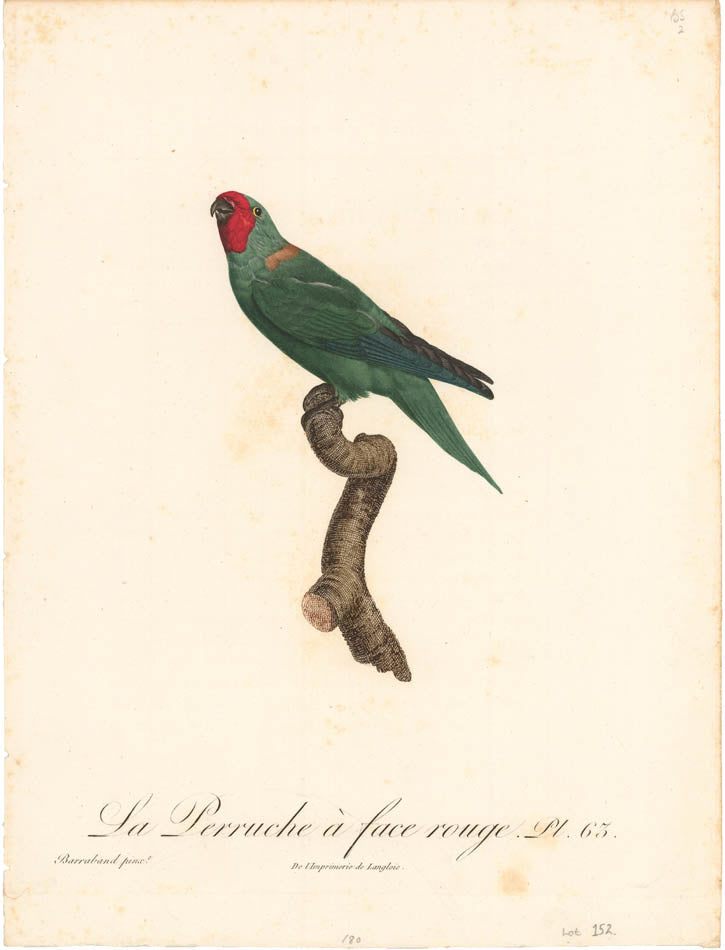 From Levaillant's "Histoire Naturelle des Perroquets", which is considered the most comprehensive and complete catalogue on the subject.<br />