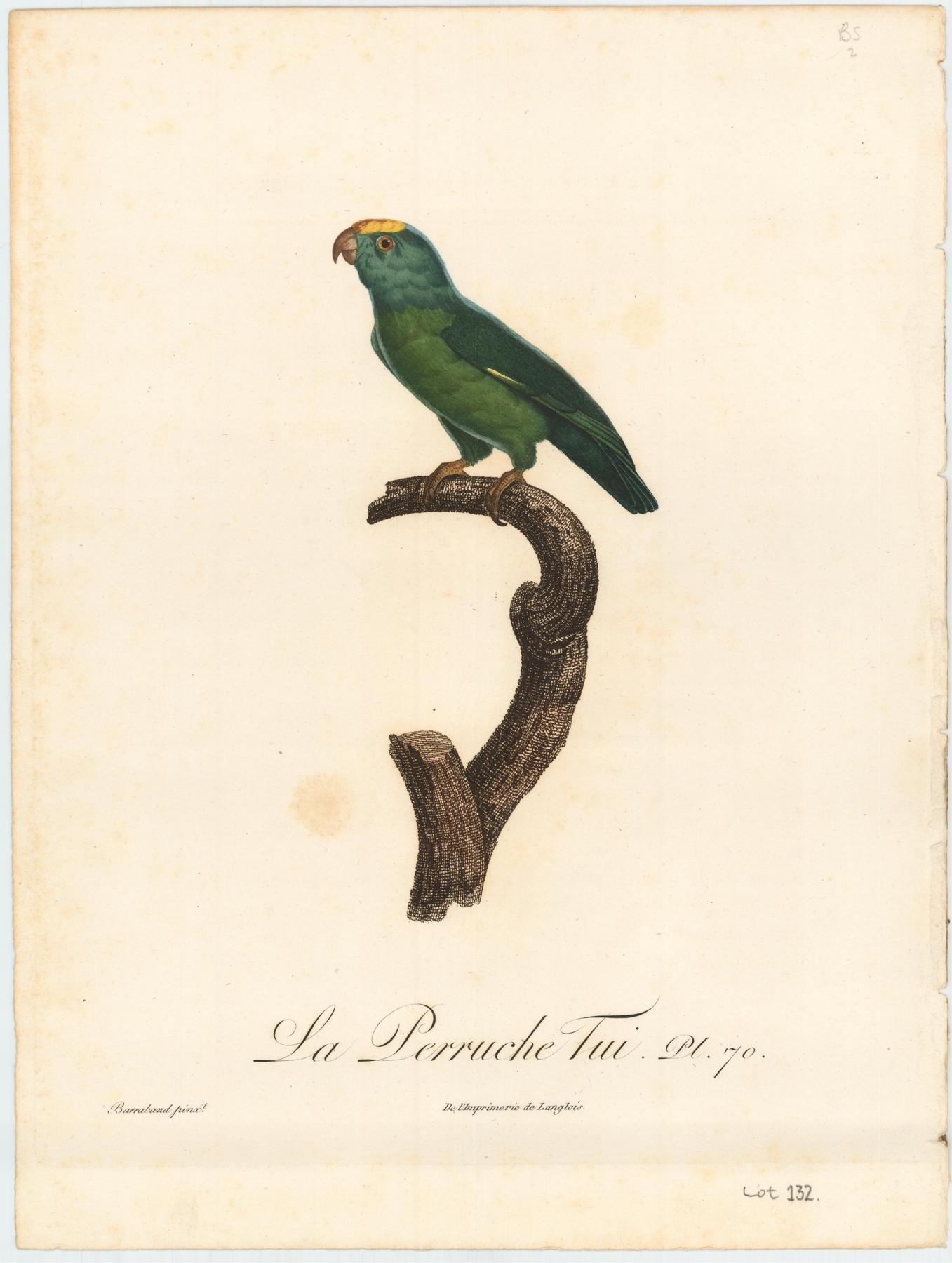 From Levaillant's "Histoire Naturelle des Perroquets", which is considered the most comprehensive and complete catalogue on the subject.<br />