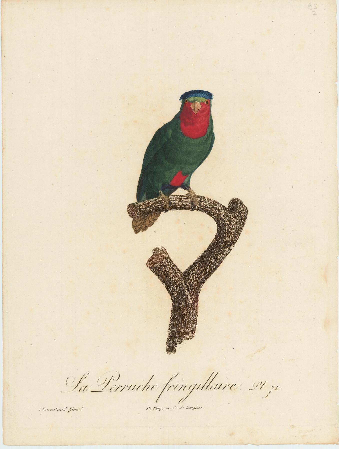 From Levaillant's "Histoire Naturelle des Perroquets", which is considered the most comprehensive and complete catalogue on the subject.<br />