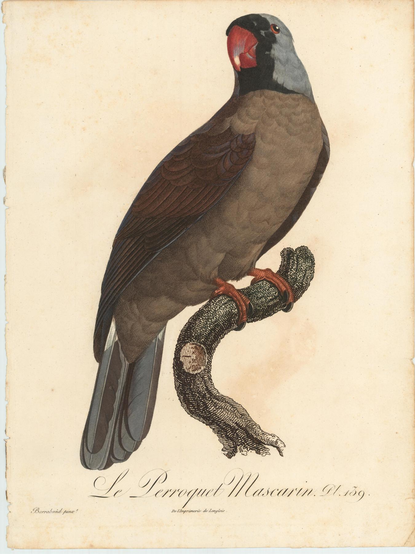 From Levaillant's "Histoire Naturelle des Perroquets", which is considered the most comprehensive and complete catalogue on the subject.<br />