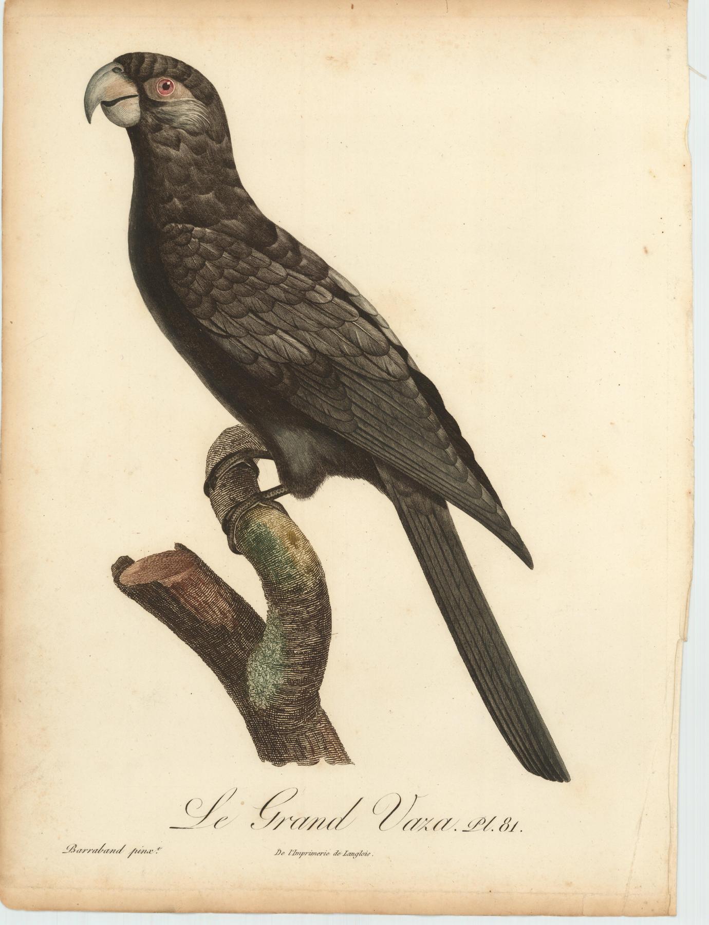 From Levaillant's "Histoire Naturelle des Perroquets", which is considered the most comprehensive and complete catalogue on the subject.<br />