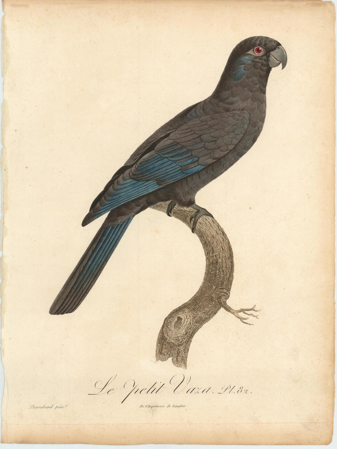 From Levaillant's "Histoire Naturelle des Perroquets", which is considered the most comprehensive and complete catalogue on the subject.<br />