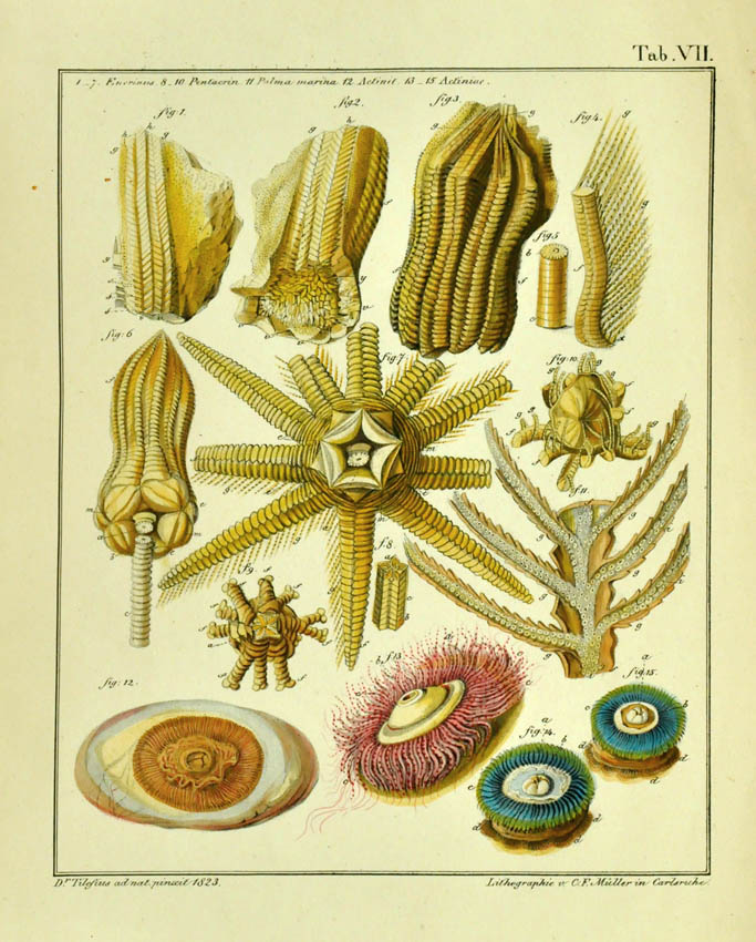 Naturhistorische Abhandlungen und Erlauterungen besonders die Petrefactenkunde. Rare. The finely hand-coloured lithographs show several fossil specimens.