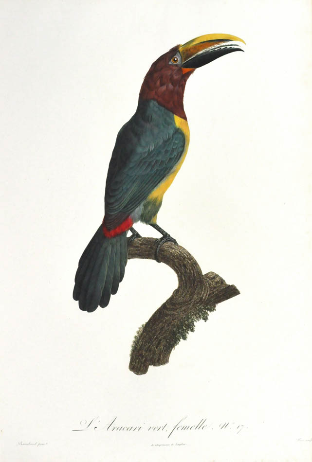 L'Aracari vert, femelle. No17.