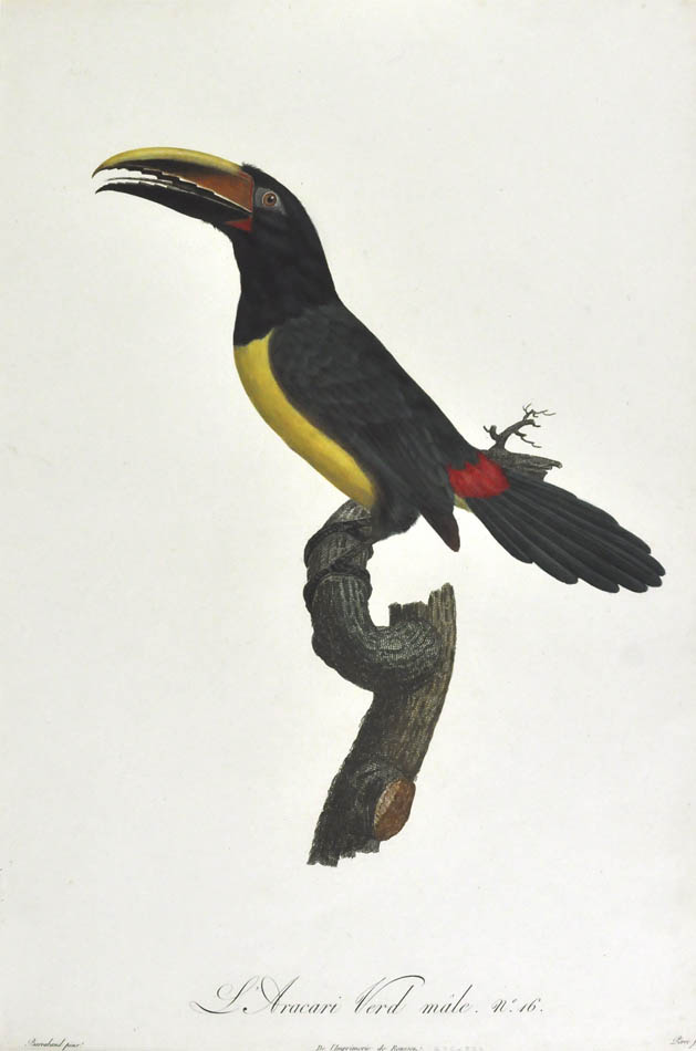 A fine example, from the first edition of the 'Histoire naturelle des oiseaux de paradis et des rolliers, suivie de celle des toucans et des barbus' <br />