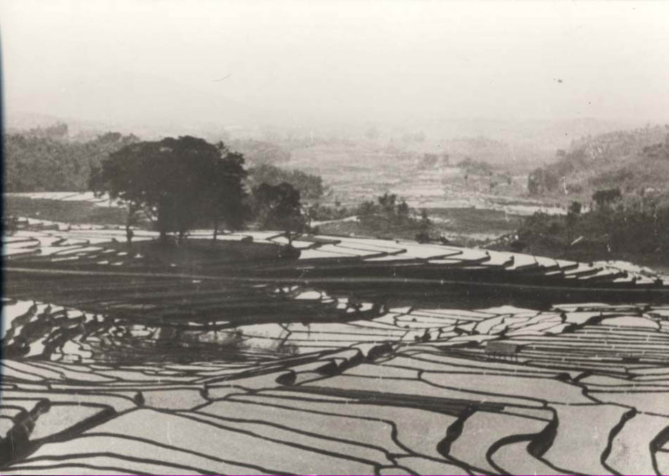 Terraced Fields (China).