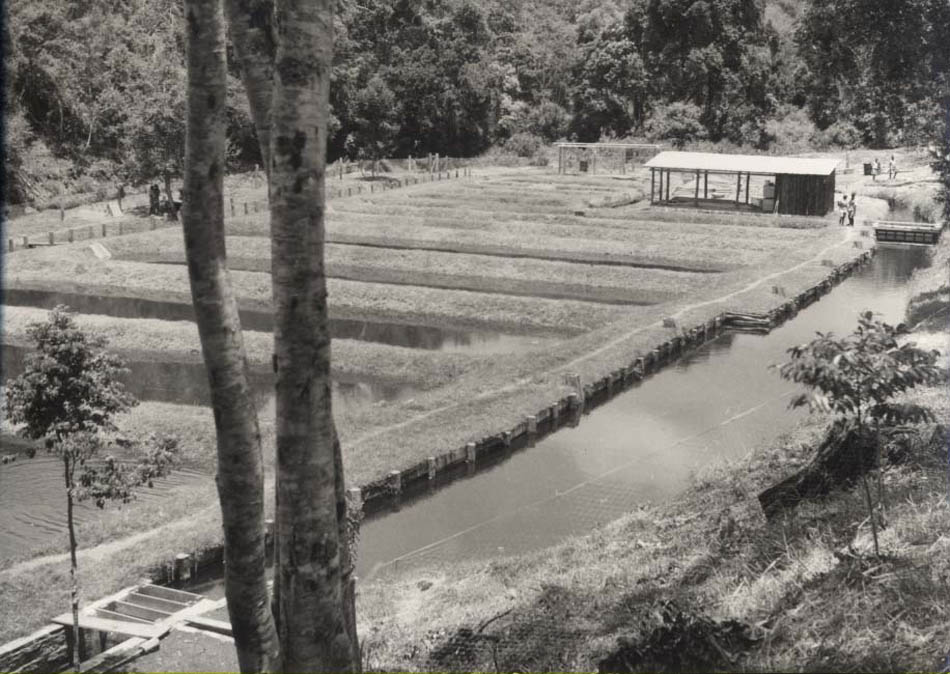 Fish Hatchery, China.