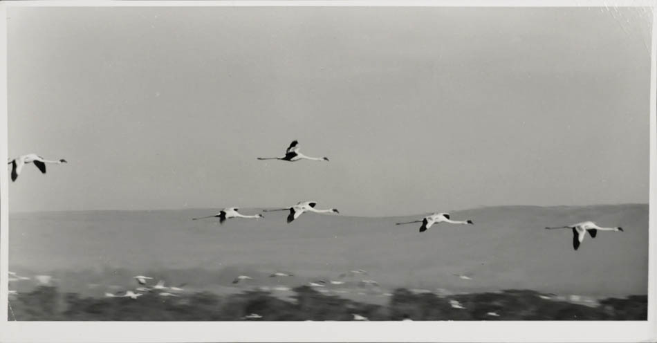 Lesser Flamingoes in flight over lake Nakuru, Kenya.